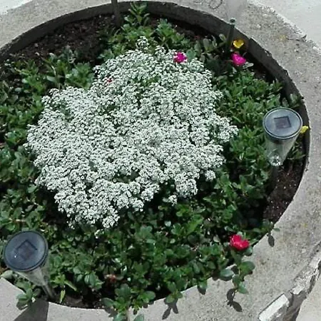 Casa de hóspedes Bocin Rosso Hvar Town